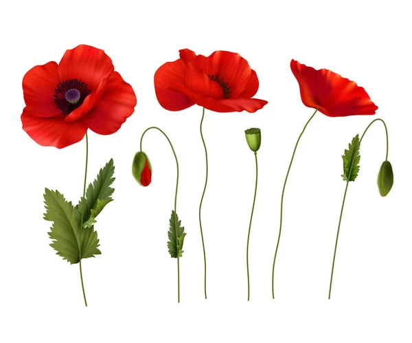 Red Poppies Flowers Realistic Set — Stock Vector
