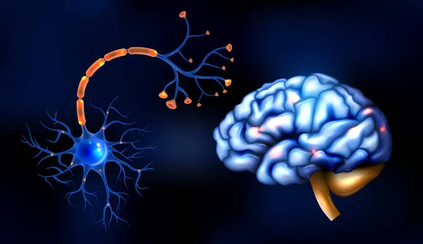 Conjunto de cerebro realista — Vector de stock