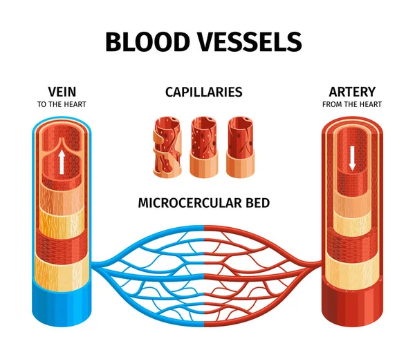 Esquema de infografías de anatomía de vasos sanguíneos — Vector de stock