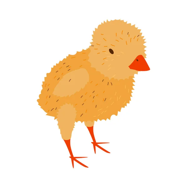 Baromfitenyésztő gazdaságok csirkéjének összetétele — Stock Vector