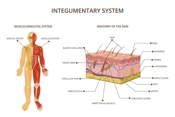 Composizione dei sistemi di organi del corpo umano — Vettoriale Stock