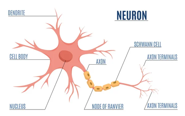 Neuron Diagram Flat Infographics — Stock Vector
