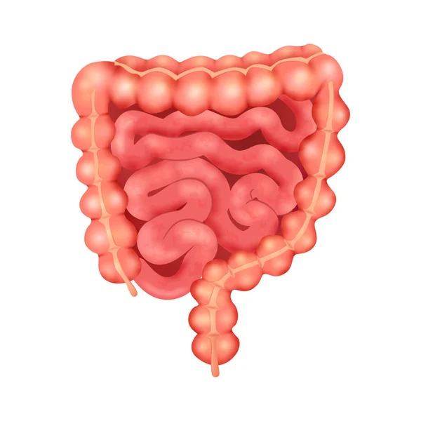 Composición realista del intestino humano — Vector de stock