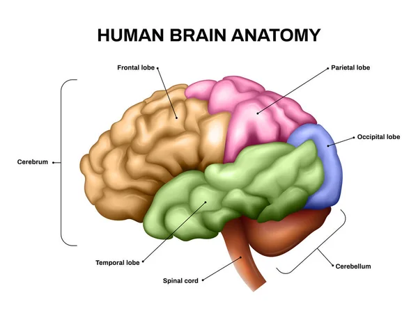 Anatomia del cervello realistica — Vettoriale Stock