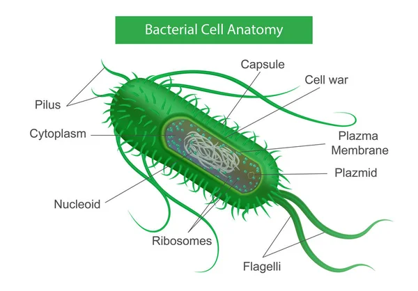 Infografías de anatomía celular bacteriana — Archivo Imágenes Vectoriales