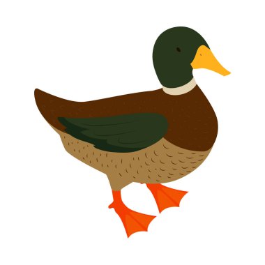 Kümes hayvanları çiftliği Drake Kompozisyonu