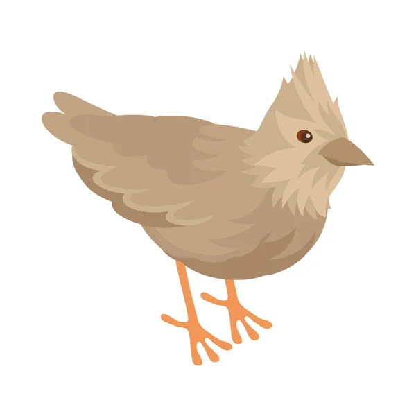 Хохлатая жаворонковая птица — стоковый вектор