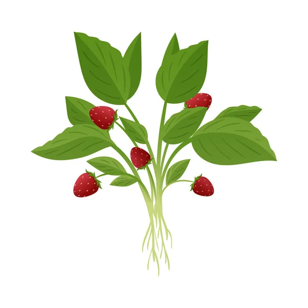 Φράουλα από πράσινο σύνθεση — Διανυσματικό Αρχείο