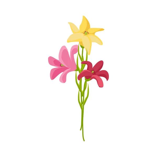 Flowers Petals Bunch Composition — Stock Vector