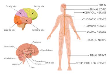 İnsan Sinir Sistemi Infographics