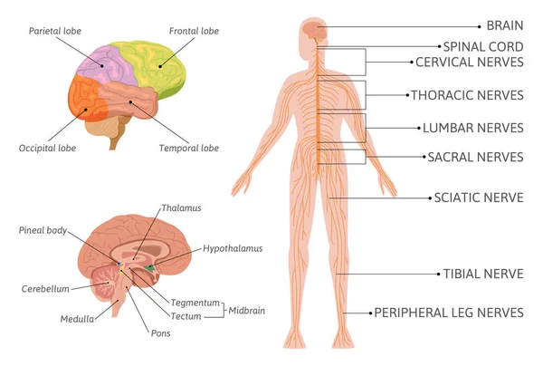 Infografías del sistema nervioso humano — Vector de stock