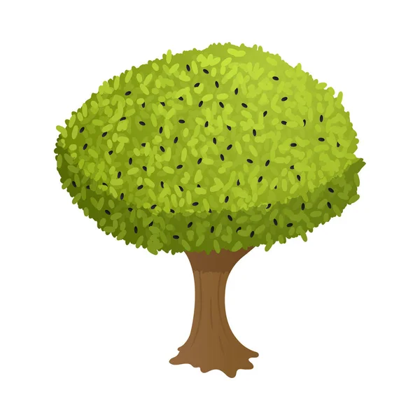 올리브 나무 의표본 — 스톡 벡터
