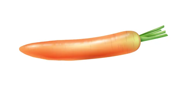 Ilustração de cenoura realista —  Vetores de Stock