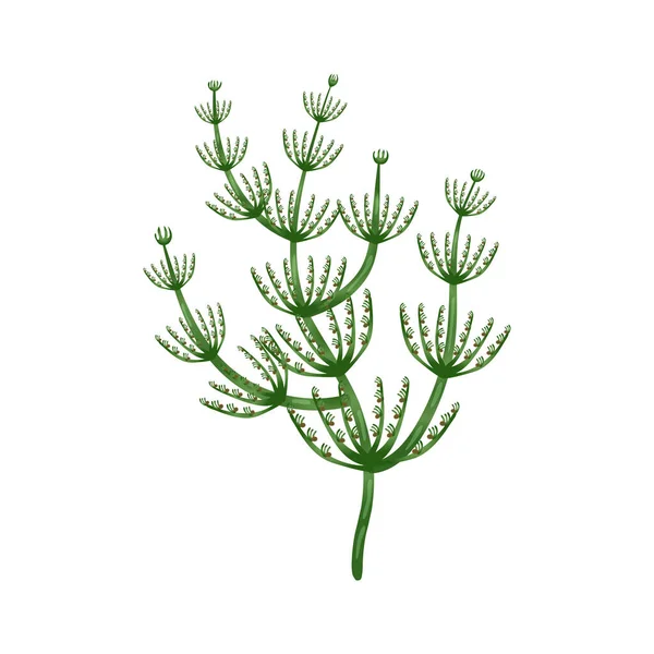 Seaweed Flat Illustration — Stock Vector