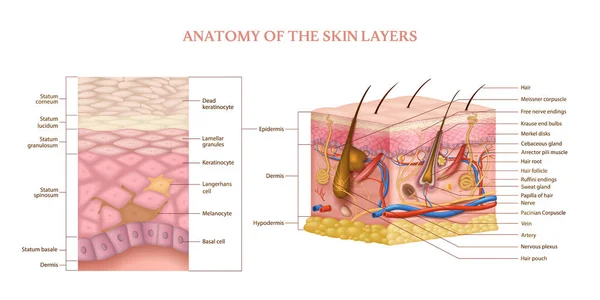 Skin Layers Structure — Stock Vector