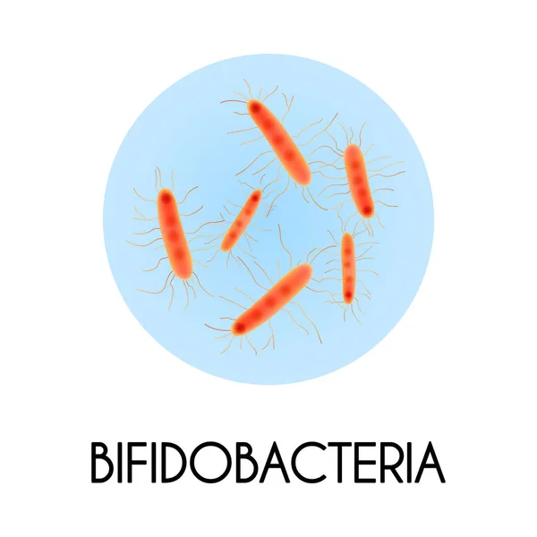 Bacterias realistas Ilustración — Archivo Imágenes Vectoriales