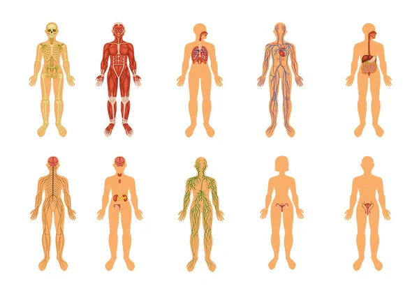 Human Body Organ Systems Colored Icon Set — Stockový vektor