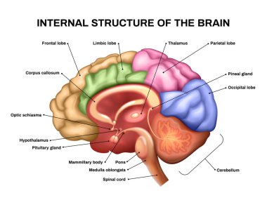 Gerçekçi Beyin Anatomisi