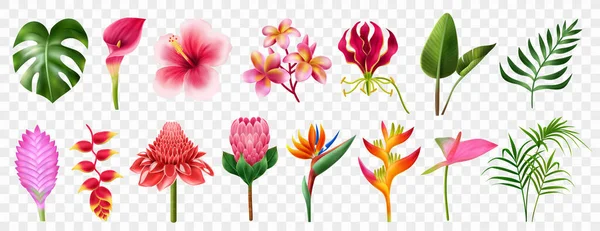 Exotic Flowers Realistic Transparent Set - Stok Vektor