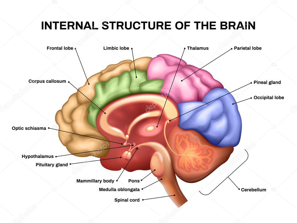 Realistic Brain Anatomy