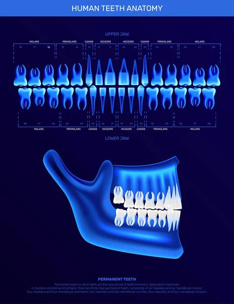 Human Teeth Realistic Infographics — Stock Vector