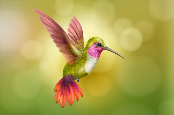 Hummingbird Ρεαλιστικό υπόβαθρο — Διανυσματικό Αρχείο