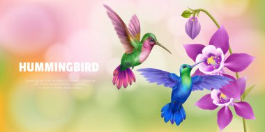Hummingbird Background Illustration