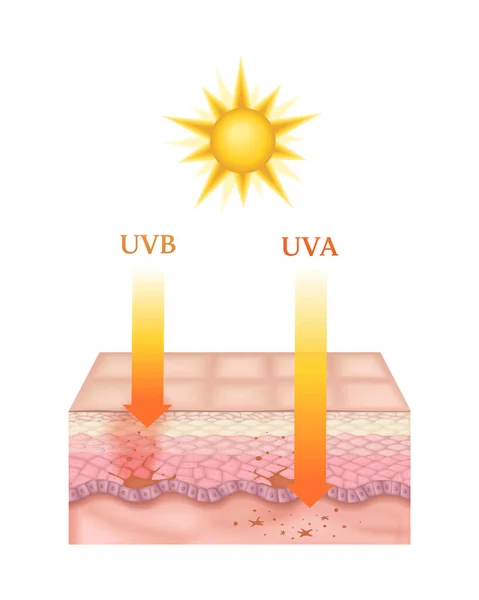 Skin Layers Illustration — Archivo Imágenes Vectoriales