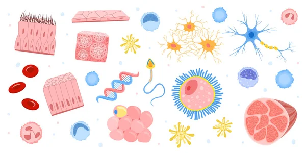 Menselijke cellen Bacteriën Set — Stockvector