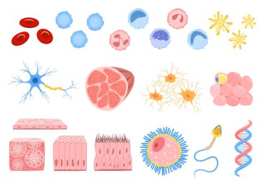 Flat Human Cells Set