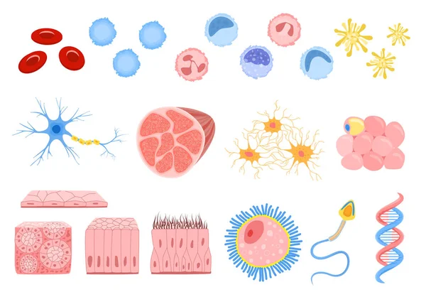 Flat Human Cells Set — Vector de stock