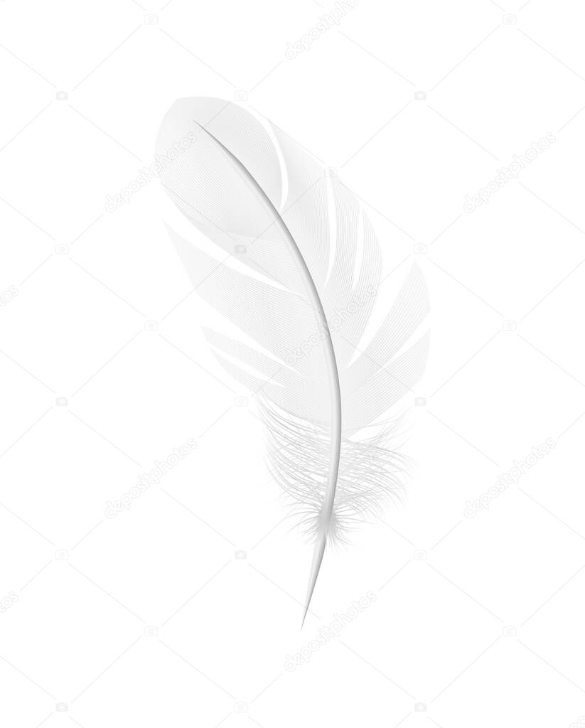 White Feather Realistic Composition