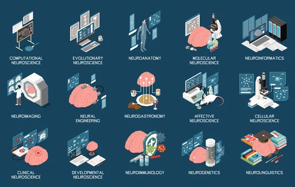 Neuroscienza Set Isometrico Con Neurogastronomia Neuroinformatica Neuroanatomia Neuroanatomia Ingegneria Neurale — Vettoriale Stock