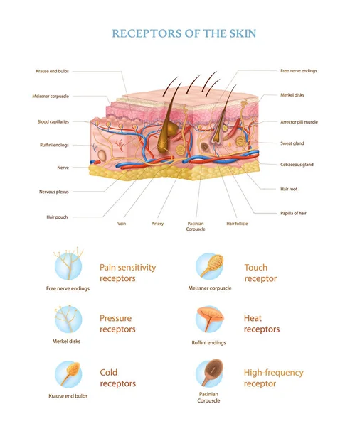 皮膚の解剖学的構造と受容体の種類ベクトル図 — ストックベクタ