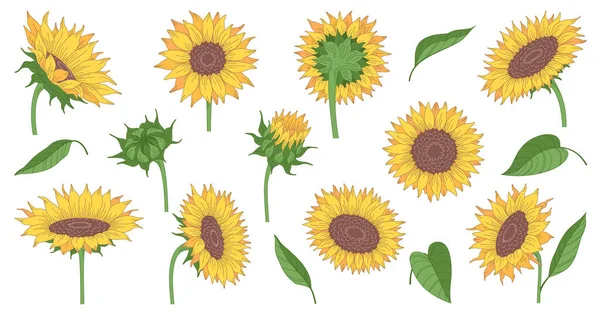 Set Cartoon Sunflowers Leaves Different Angles Isolated White Background Vector — Stock Vector