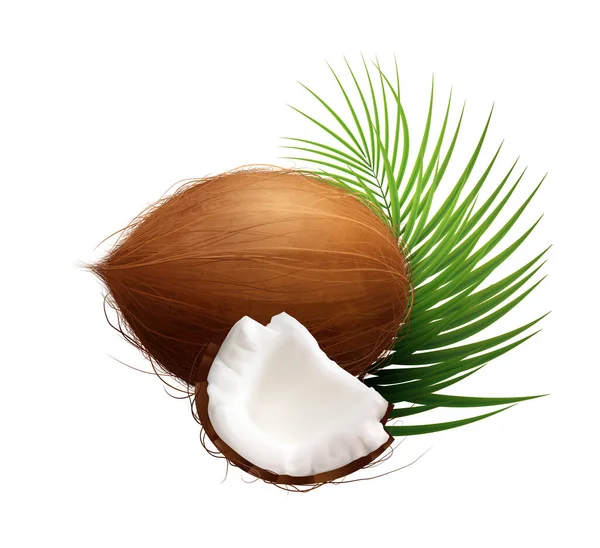 Realistische Gesamtkomposition der Kokosnuss — Stockvektor