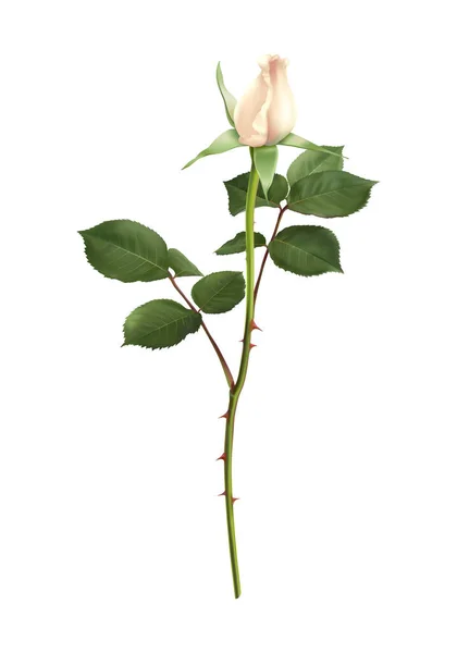 Closed White Rose Composition —  Vetores de Stock