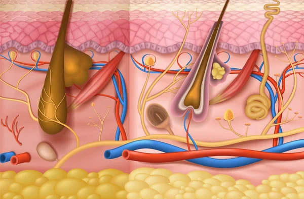 Anatomia della pelle umana sfondo — Vettoriale Stock