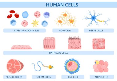 Human Cells Flat Infographics clipart