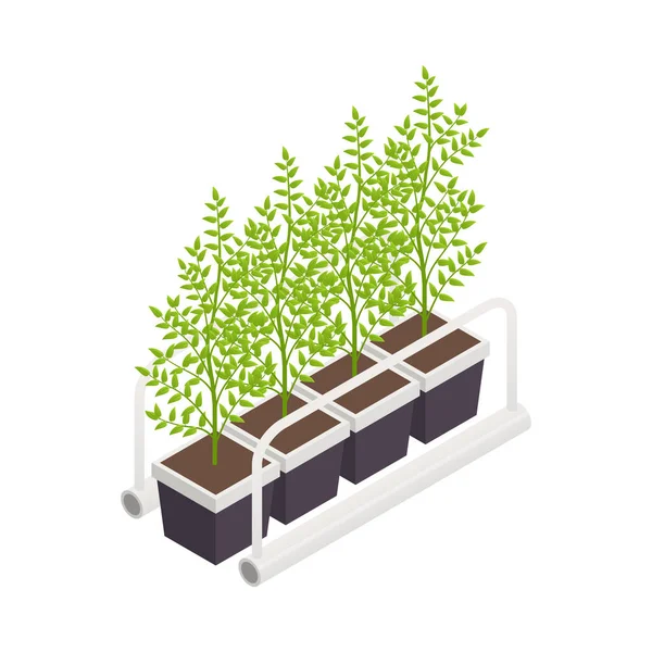 Moderna växthus Växter Sammansättning — Stock vektor