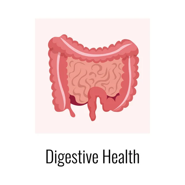 Digestive Health Organs Composition — Stock Vector