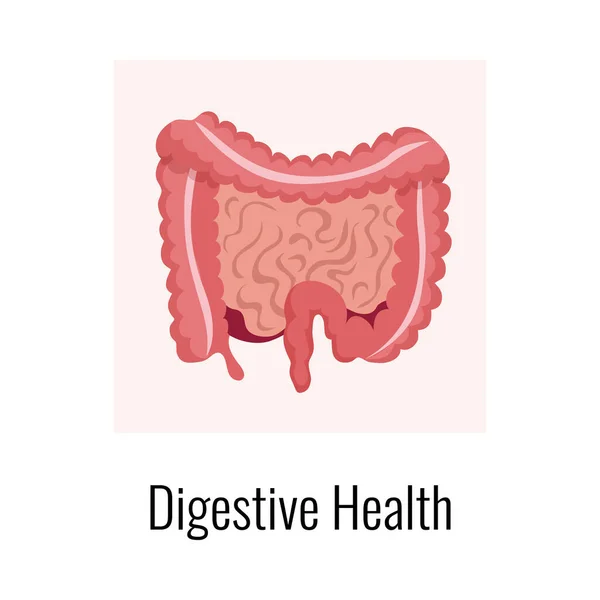Composição de Órgãos de Saúde Digestiva —  Vetores de Stock