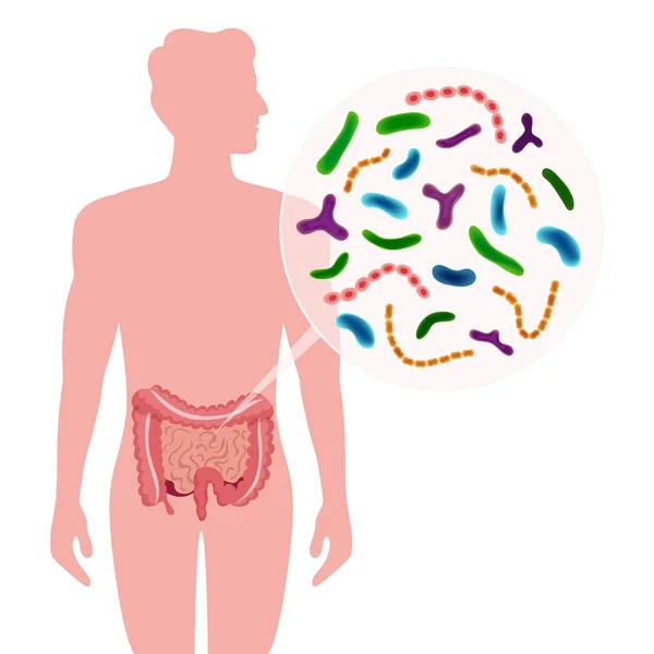 Probióticos Composición intestinal humana — Vector de stock