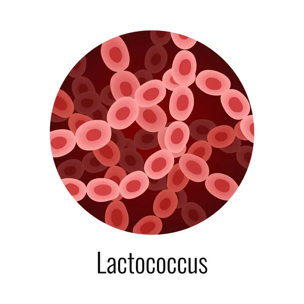 Lactococcus Bacteria Redonda Composición — Vector de stock