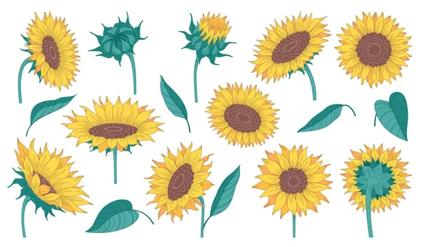 Sunflowers cartoon collection with flowers and green leaves isolated on white background vector illustration
