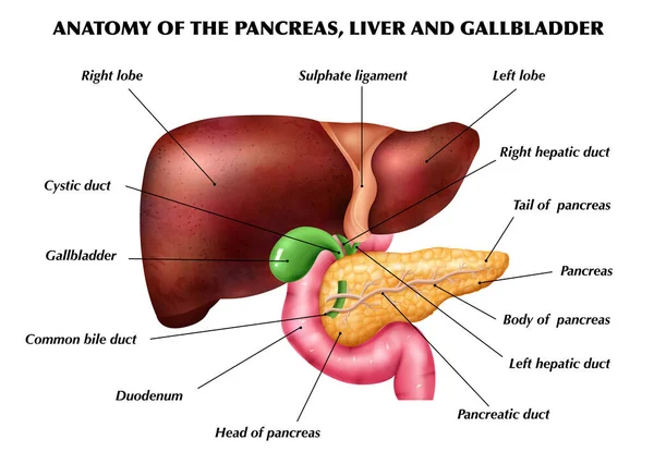 Anatomia Infográficos de fígado de pâncreas — Vetor de Stock