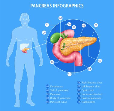 Realistic pancreas anatomy infographics with human body silhouette and internal organs with editable text captions pointers vector illustration clipart