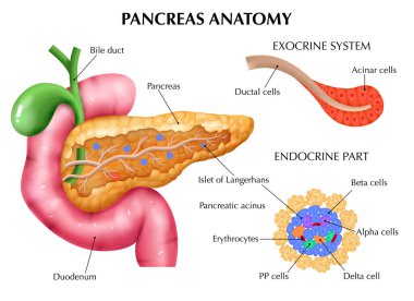 Realistic pancreas anatomy medical composition with editable text captions pointing to colored parts of internal organs vector illustration clipart