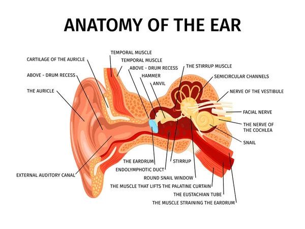 耳の外部と内部の図の図と人間の耳の組成の現実的な解剖学ベクトル図 — ストックベクタ