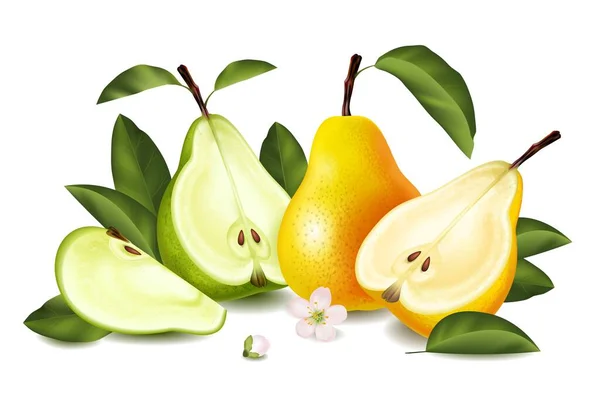 本物の梨の組成緑の葉と新鮮なジューシーなフルーツと半分と四分の一ベクトルのイラストでスライス — ストックベクタ